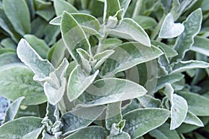 Full frame close-up Stachys byzantina lambâ€™s ears or woolly hedgenettle ornamental plant grow in herbal garden