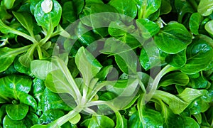 Full frame close up of wet fresh green lambÂ´s lettuce