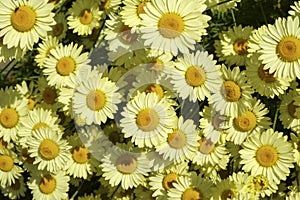 Close up of yellow Margarite Daisy flowers photo