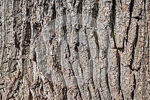 Full-frame closeup of the bark of an old oak tree