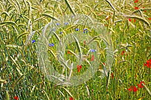 Full frame closeup of isolated green wheat ears field, blue and red poppy flowers