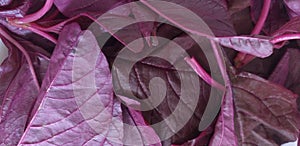 Full frame of closeup red cabbage