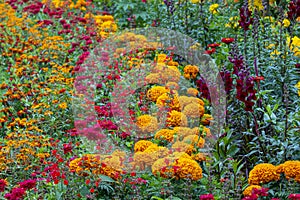 Full frame of  colorful garden flower