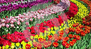 Full frame of colorful tulips