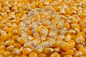 Full frame of corn cereal. Selective focus