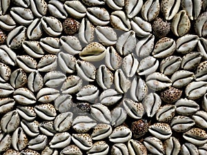 Full frame of Cowry shells