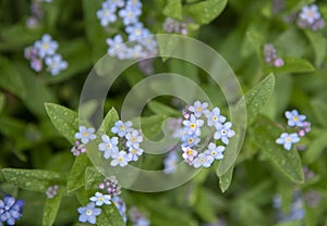 A full frame of delicate blue forget-me-nots as a backdrop.