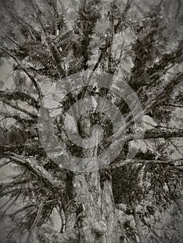 Dendrophobia isolated on sepia tone