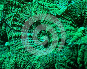 Full Frame Detail of Fuzzy Green Mushroom Coral