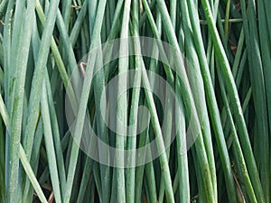 Full Frame of Fresh Red Onion After Being Harvested