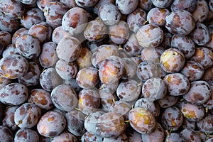 Full-frame of fresh ripe damson blue plums.