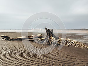 Glowing receding beach with fallen dry tree on mudflat photo