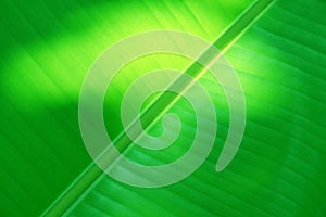 Full frame green banana leaves for background