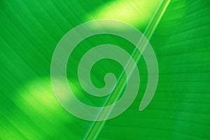 Full frame green banana leaves for background