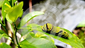 Full Frame Green Caterpillar