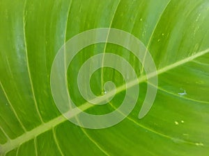 Full Frame Green Leaf Close-up