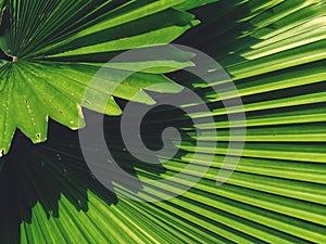 Full frame of Green palm leaf plant is beautiful background