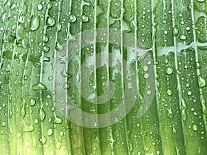 Full frame of green and yellow banana leaf with many rain drops