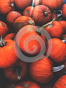 Full frame Halloween background of orange pumpkins with copy space