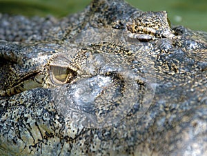 Full frame huge saltwaer crocodile ,thailand,asia photo