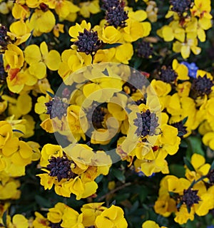 Full frame image of bright yellow erysimum flowers in springtime