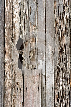 Full frame image of a damage wooden house wall because of a termites problem.