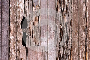 Full frame image of a damage wooden house wall because of a termites problem.