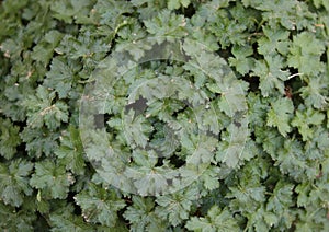 Full frame image of lush green geranium foliage with leaf detail