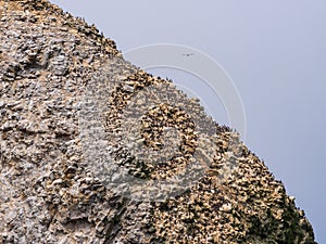 Close Up Farallon Island Cliff Covered with Birds photo