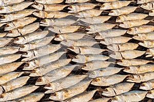 Full frame image of salted Mackerel fish