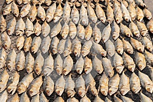 Full frame image of salted Mackerel fish