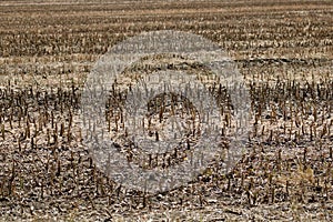 Full frame image of short cropped corn stubble after harvesting