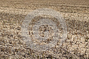 Full frame image of short cropped corn stubble after harvesting