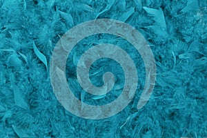 Full-frame image of teal blue feathers for a background