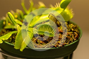 Macro abstract view of a potted Venus Flytrap plant