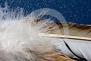 Full frame macro art abstract background of a bright feather texture