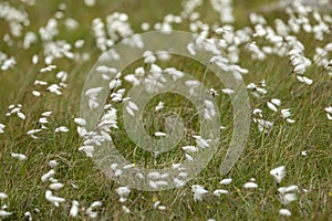 full frame meadow with of white cottongrass