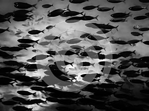 Full Frame Monochrome Tropical Fish School Underwater