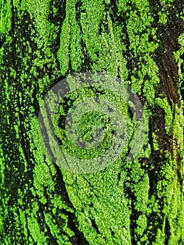 Full Frame Moss on the Tree Trunk
