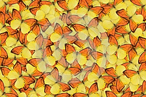 Full frame pattern of a orange and yellow butterfly with spread wings