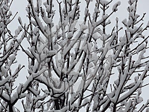 Full frame photo of top tree branches covered with snow against bright white sky. Cold winter weather forecast.