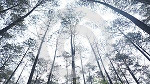 Forest isolated on white sky in Indonesia 1203 photo