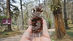 Pine cone on hand nature background 2457 photo