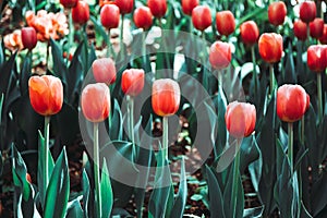 Full frame pink tulips spring background i