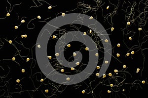 full frame of raw corn grains