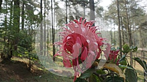 Red flowers forest background 0931 photo
