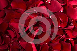Full frame of red rose petals