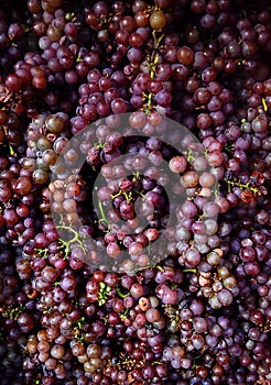 Full frame red wines grapes, Moravia, Czech republic.