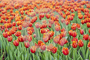 The Full frame and selective focus of a field of orange red tulips