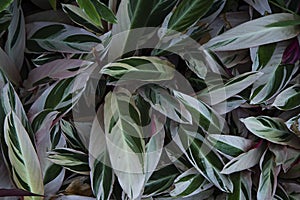 full frame shoot of Never Never Plant/ Clenanthe Oppenheimiana E.Morren/ Tricolor/ Marantaceae Background photo
